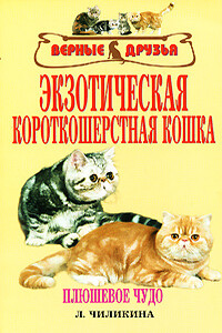 Экзотическая короткошерстная кошка - Л А Чиликина