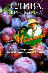 Слива, терн, алыча... Сорта, выращивание, календарь садовых работ - Николай Михайлович Звонарев