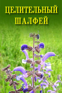 Целительный шалфей - Иван Ильич Дубровин