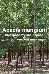 Acacia mangium - быстрорастущее дерево для тропической плантации - Коллектив Авторов