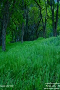 Всадник - Вадим Яновский