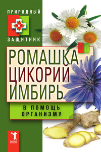 Ромашка, цикорий, имбирь в помощь организму - автор неизвестный
